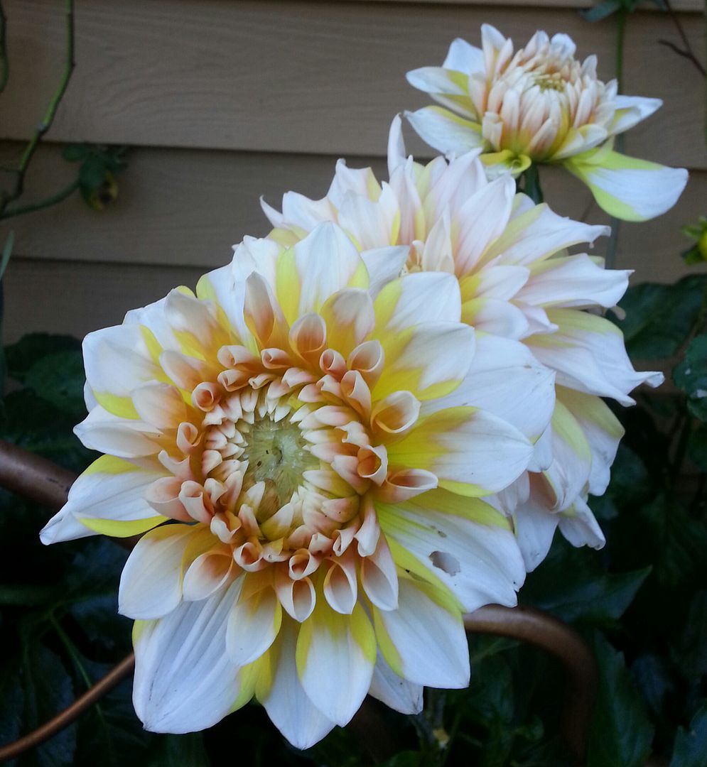  photo 20140727_084601-1_zpsebkt0ofu.jpg